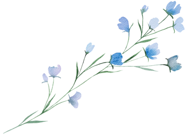 Açık mavi suluboya kır çiçekleri izole edilmiş resim, romantik çiçekli düğün unsuru