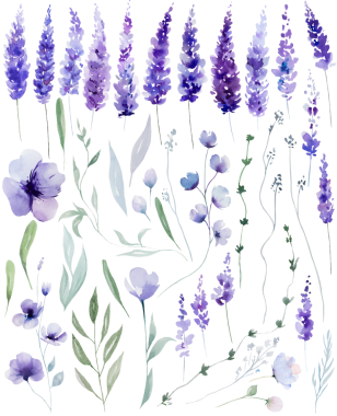 Suluboya lavanta çiçekleri ve izole çizimler. Yaz düğünü için mor unsurlar