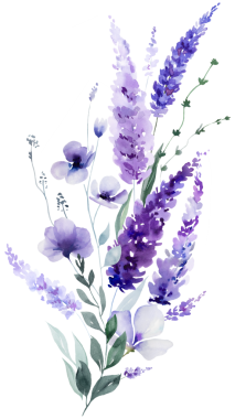 El boyasıyla boyanmış suluboya açık mor lavanta çiçekleri ve yapraklardan yapılmış bir buket. Romantik, izole bir illüstrasyon. Bahar ve yaz için küçük kır çiçekleri ve parti tasarımı.