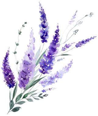 El boyasıyla boyanmış suluboya açık mor lavanta çiçekleri ve yapraklardan yapılmış bir buket. Romantik, izole bir illüstrasyon. Bahar ve yaz için küçük kır çiçekleri ve parti tasarımı.