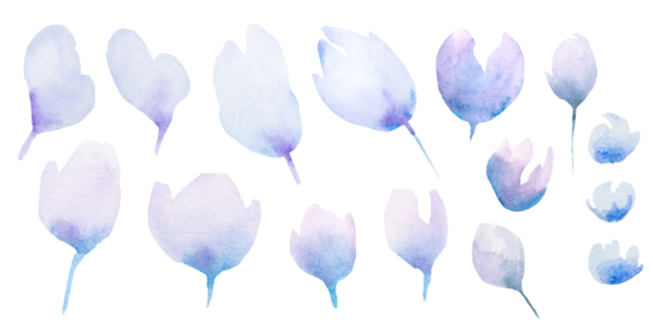 Suluboya açık mor kır çiçekleri izole edilmiş. Bahar ve yaz düğün kırtasiyesi, parti tasarımı ve davetiyeler için küçük bir çiçek. Anneler günü kırtasiyesi