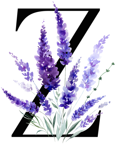 Üzerinde mor lavanta çiçekleri ve yaprakları olan siyah Z harfi, monogram izole bir illüstrasyon. Bahar ve yaz için çiçek alfabesi. Romantik bahçe kırtasiyesi ve parti tasarımı.