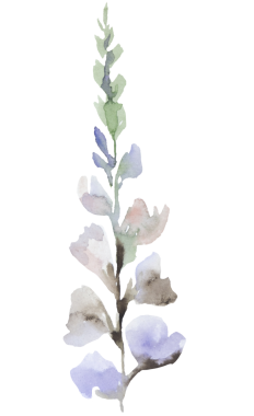 Suluboya açık mor kır çiçeği izole edilmiş. Bahçe çiçekleri yaz ve sonbahar düğün kırtasiyesi ve tebrik kartları, parti arzulu