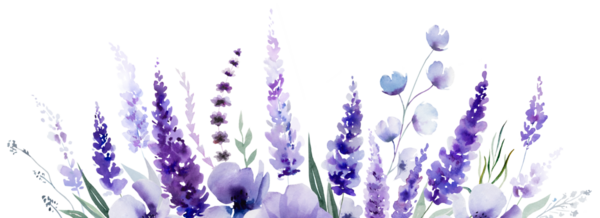 El boyalı suluboya açık mor lavanta çiçeklerinden yapılmış sınır ve izole bir illüstrasyon bırakıyor. Bahar ve yaz için mor kır çiçekleri romantik unsur çiçek düğün kırtasiyesi