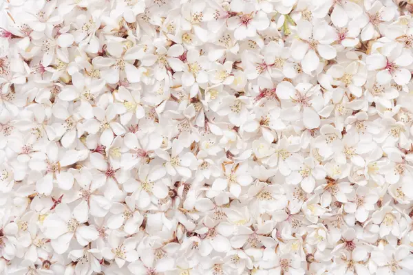 Beyaz kiraz çiçekleri üst görünüm. Pastel bahar romantik evlilik geçmişi, doğa havasına yakın. Bahar ya da yaz çiçekleri. Nişan, Anneler Günü, Sevgililer Günü veya doğum günü kırtasiyesi.