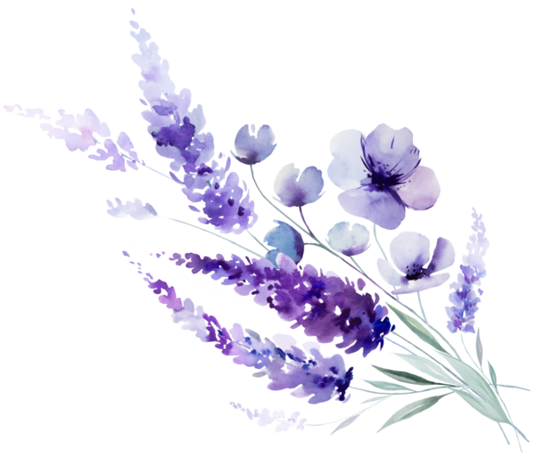 El boyasıyla boyanmış suluboya açık mor lavanta çiçekleri ve yapraklardan yapılmış bir buket. Romantik, izole bir illüstrasyon. Bahar ve yaz için küçük kır çiçekleri ve parti tasarımı.
