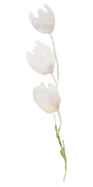 Açık pembe kır çiçekleriyle suluboya dal, izole edilmiş bir resim. Bahçe çiçekleri yaz ve sonbahar düğün kırtasiyesi ve tebrik kartları, parti arzulu