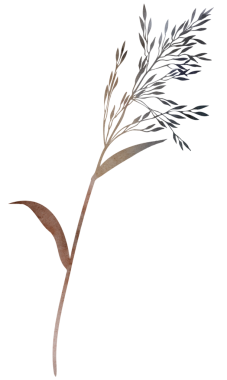 Kahverengi ve gri tonlarda tohumları olan suluboya yabani otlar, kurutulmuş botanik çizimler. Sonbahar ve kış düğün davetiyeleri ve parti arzusu için kırsal çiçekli izole bir element.