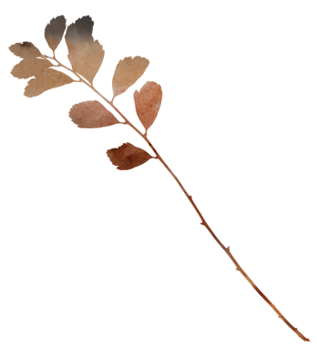 Suluboya elle boyanmış kuru gövde ile toprak renkte yapraklar bej, kahverengi, pas, münferit illüstrasyon Boho sonbahar düğün davetiyeleri ve tasarım, kış botanik partisi tasarımları