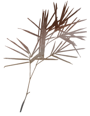 Suluboya boho sonbahar yuvarlak çelengi kuru yapraklar, çimenler, tohumlar ve kır çiçekleri toprak tonlarında - mavi, bej, gri, sessiz pembe, düğün davetiyeleri ve parti tasarımı için izole edilmiş çizimler