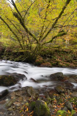 Dağ nehri ormanın derinliklerinde akıyor.