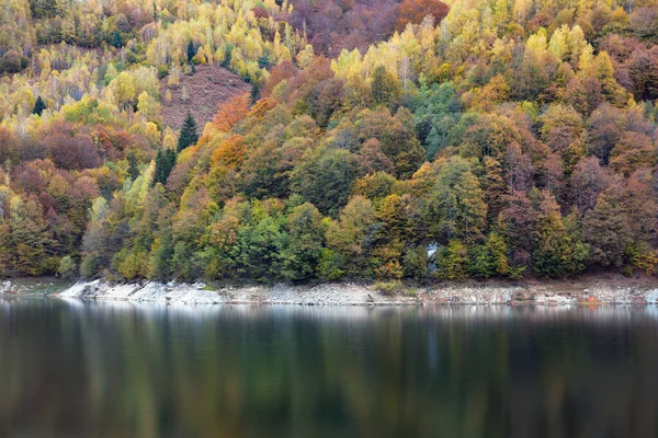 Herfst Landschap Berkenbos Reflectie Meer — Stockfoto