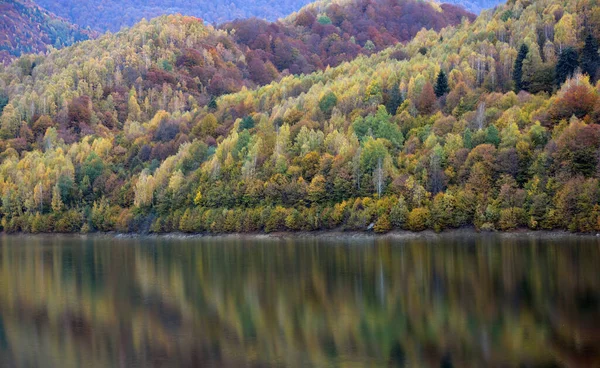 秋の風景 湖の白樺林の反射 — ストック写真