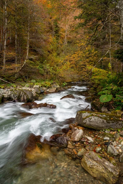 深い森の中を流れる渓流 — ストック写真