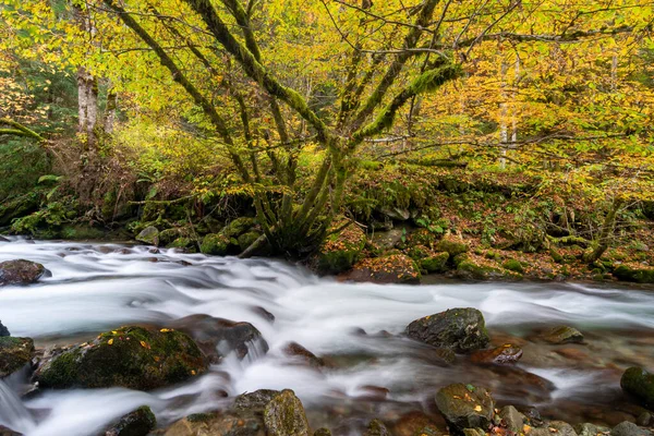 Горная Река Текущая Глубоком Лесу — стоковое фото