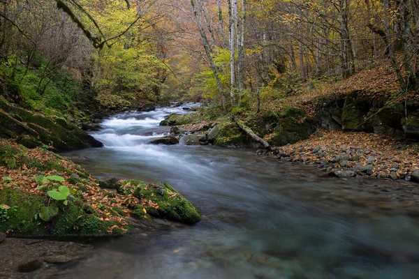 深い森の中の岩を流れる滝 秋の風景 ストック画像
