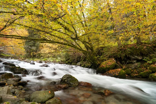 Gebirgsfluss Fließt Einem Tiefen Wald Stockbild