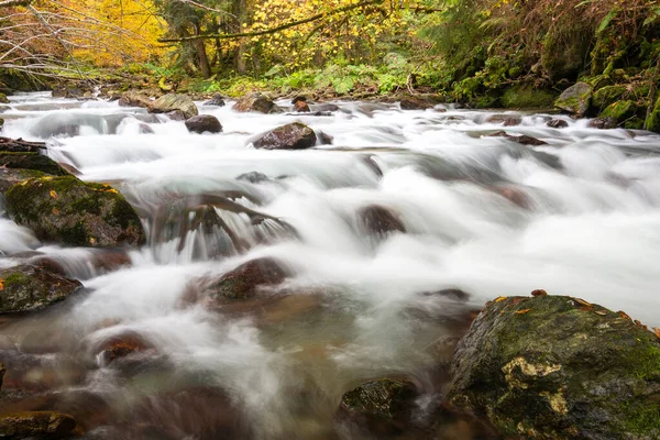 深い森の中を流れる渓流 ロイヤリティフリーのストック写真