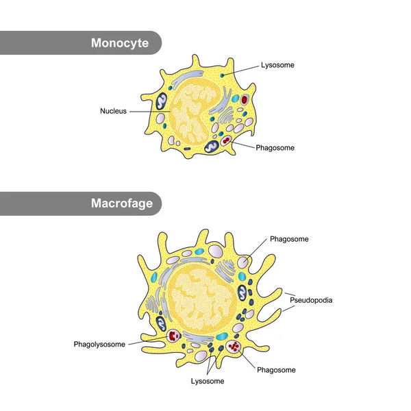 Estructura Del Monocito Macrófago Inmunidad Glóbulos Blancos Infografías Leucocitos Ilustración — Foto de Stock