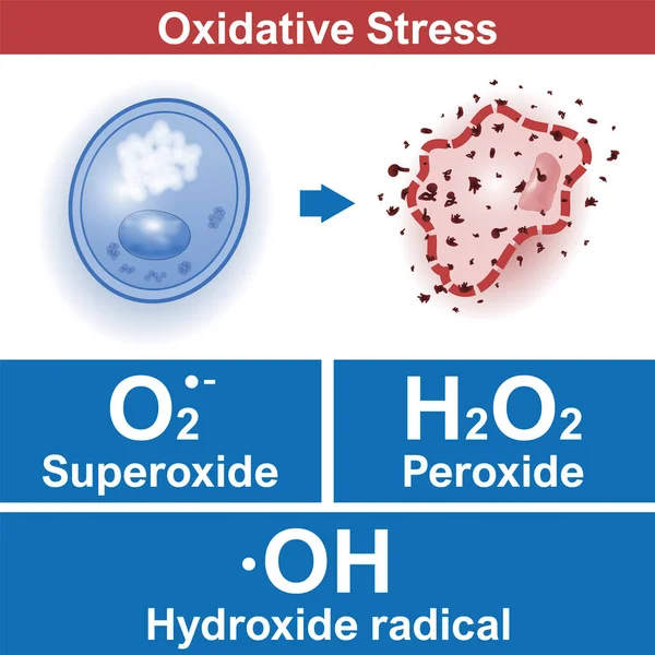 Oxidative Stress Factors Healthy Cell Attacked Free Radicals Superoxide Peroxide — Stockvektor