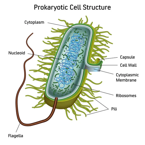 Prokaryotisches Zellstrukturdiagramm Medizinische Vektor Illustration Online Schulungsmaterial Englische Übersetzung — Stockvektor