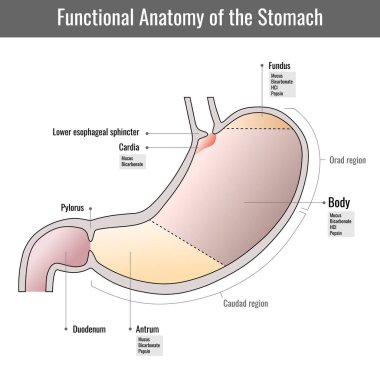 İnsan midesinde fonksiyonel anatomi, iç sindirim organı. Midenin bir kısmı. Beyaz arka planda mide duvarı. Mide Anatomisi Sistemi 'nin yapısı ve işlevi