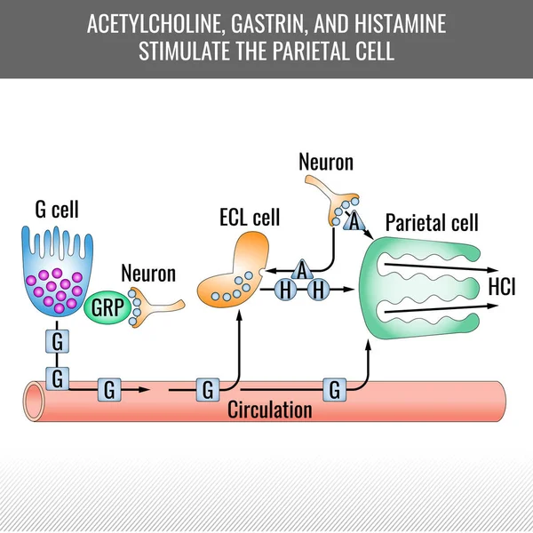 Parietální Stimulační Diagram Acetylcholin Gastrin Histamin Stimulují Parietální Buňky Generace — Stockový vektor