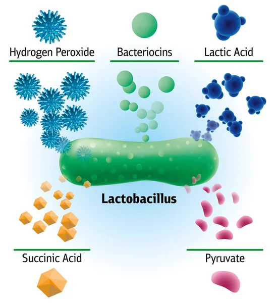 Laktobacillus Által Termelt Kémiai Elemek Vektoros Orvosi Illusztráció Baktériumok Peroxid — Stock Vector