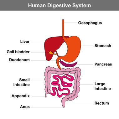 İnsan sindirim sisteminin anatomisine karşılık gelen iç organların tarifi. Sindirim sisteminin basitleştirilmiş diyagramı. Beyaz arkaplanda izole edilmiş düz biçimdeki vektör illüstrasyonu.