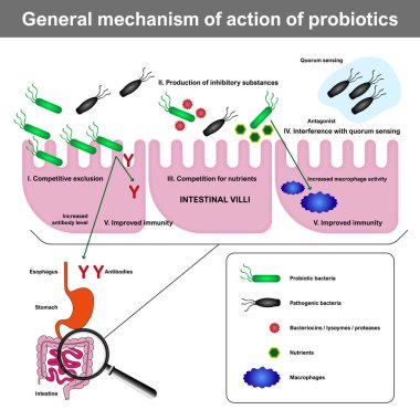 Probiyotik hareketin genel mekanizması, rekabetçi dışlama, patojenlerin kısıtlanması, beslenme rekabeti, çoğunluk algılama müdahalesi ve bağışıklık artırımı dahil olmak üzere.