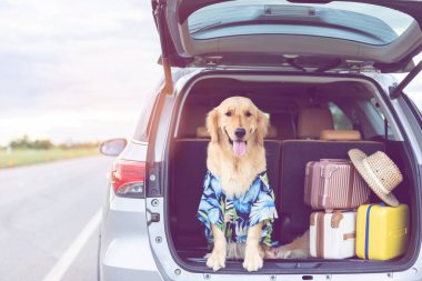 Smart brown Golden Retriever sitting in the car with set of luggage at the roadside. Ready or preparing to travel concept