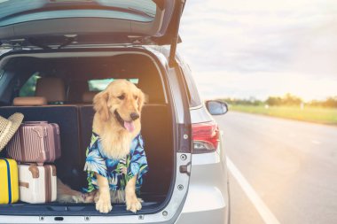 Smart brown Golden Retriever sitting on the ground beside yellow luggage and blur of car background. Ready or preparing to travel concept