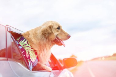 Smart brown Golden Retriever sitting on the ground beside yellow luggage and blur of car background. Ready or preparing to travel concept