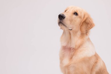 Portrait of cute brown Golden Retriever dog looking to snack or food on grey background