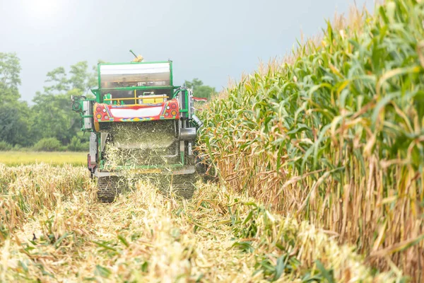 Corn harvest season. Harvest tractor working in corn field at northern of Thailand