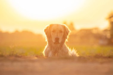 Smart brown Golden Retriever laying in the rice field at sunset time