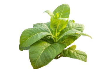 Top view of young green tobacco plant. Isolated on white background