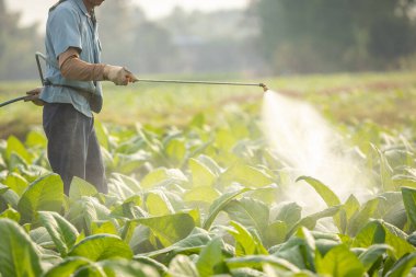 Asian farmer working in the field and spraying chemical or fertilizer to young tobacco. Agriculture concept