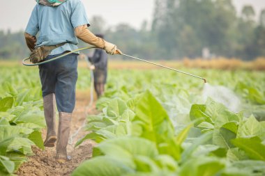 Asian farmer working in the field and spraying chemical or fertilizer to young tobacco. Agriculture concept