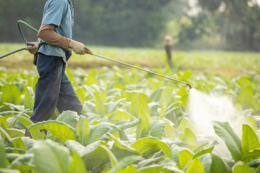 Asian farmer working in the field and spraying chemical or fertilizer to young tobacco. Agriculture concept