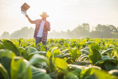 Asian farmer working in the field of tobacco tree and using laptop to find an infomation to take care or checking on tobacco plant after planting. Technology for agriculture Concept