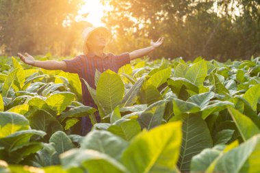 Happy farmer concept. Asian farmer working in the field of tobacco tree, Smiling, amd feeling very good while working. Shooting at sunset time.