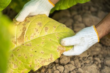 Asian farmer working in the field of tobacco tree and holding damage or wasted leaves after planting. disease in plants and agriculture Concept