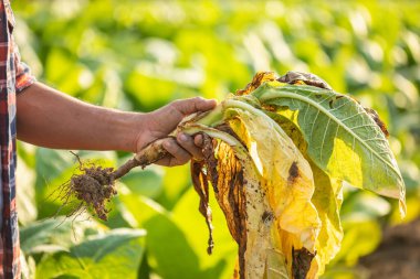 Asian farmer working in the field of tobacco tree and holding damage or wasted leaves after planting. disease in plants and agriculture Concept