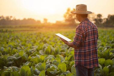 Asian farmer working in the tobacco field. Man is examining and using digital tablet to management, planning or analyze on tobacco plant after planting. Technology for agriculture Concept