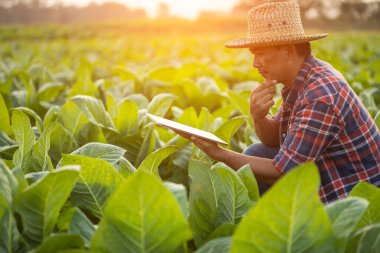 Asian farmer working in the tobacco field. Man is examining and using digital tablet to management, planning or analyze on tobacco plant after planting. Technology for agriculture Concept