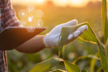 Asian farmer using digital tablet in corn crop cultivated field with smart farming interface icons and light flare sunset effect. Smart and new technology for agriculture business concept.