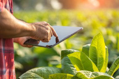 Asian farmer working in the tobacco field. Man is examining and using digital tablet to management, planning or analyze on tobacco plant after planting. Technology for agriculture Concept