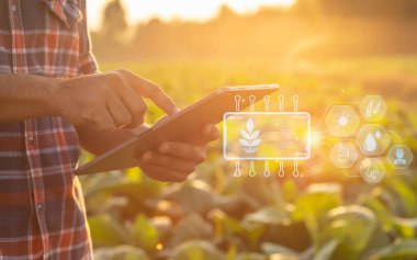 Asian farmer working in the tobacco field. Man is examining and using digital tablet to management, planning or analyze on tobacco plant after planting. Technology for agriculture Concept