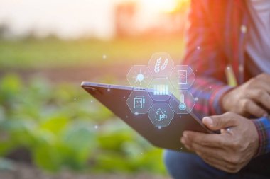 Asian farmer working in the tobacco field. Man is examining and using digital tablet to management, planning or analyze on tobacco plant after planting. Technology for agriculture Concept